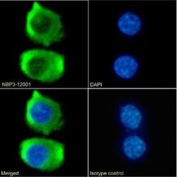 CCR9 Rabbit anti-Mouse, Clone: 9B1, Novus Biologicals 0.025 mg; Unconjugated:Antibodies,